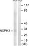 Neurexophilin 3 antibody, PA5-39289, Invitrogen Antibodies, Western Blot image 