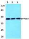 Protein phosphatase 1 regulatory subunit 7 antibody, PA5-37053, Invitrogen Antibodies, Western Blot image 