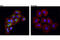 Beta-Secretase 1 antibody, 5606P, Cell Signaling Technology, Immunofluorescence image 