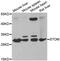 Stomatin antibody, PA5-76919, Invitrogen Antibodies, Western Blot image 