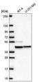 Mitochondrial Ribosomal Protein S27 antibody, HPA071751, Atlas Antibodies, Western Blot image 