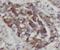 Coiled-coil and C2 domain-containing protein 2A antibody, FNab01337, FineTest, Immunohistochemistry frozen image 