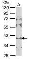 B-CK antibody, LS-C109274, Lifespan Biosciences, Western Blot image 