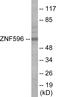 Zinc Finger Protein 596 antibody, EKC1880, Boster Biological Technology, Western Blot image 