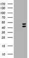 LIM/homeobox protein Lhx1 antibody, TA504533S, Origene, Western Blot image 