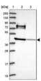 Rho Guanine Nucleotide Exchange Factor 35 antibody, PA5-61075, Invitrogen Antibodies, Western Blot image 