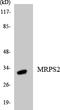 Mitochondrial Ribosomal Protein S2 antibody, LS-C200229, Lifespan Biosciences, Western Blot image 