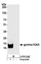 H2A Histone Family Member X antibody, NB100-384, Novus Biologicals, Western Blot image 