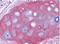 PC2 antibody, R1039B, Origene, Immunohistochemistry frozen image 