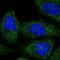 BRCA1 Associated Protein antibody, NBP2-58110, Novus Biologicals, Immunocytochemistry image 