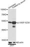 Vasodilator-stimulated phosphoprotein antibody, MBS128513, MyBioSource, Western Blot image 