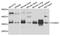 Cyclin D2 antibody, LS-B13861, Lifespan Biosciences, Western Blot image 