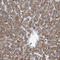 Mitochondrial Ribosomal Protein S30 antibody, HPA021149, Atlas Antibodies, Immunohistochemistry paraffin image 