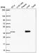 3-oxo-5-beta-steroid 4-dehydrogenase antibody, HPA057002, Atlas Antibodies, Western Blot image 