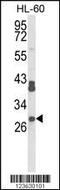 40S ribosomal protein S8 antibody, MBS9206163, MyBioSource, Western Blot image 