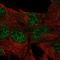 Dual Specificity Phosphatase 23 antibody, HPA028211, Atlas Antibodies, Immunofluorescence image 
