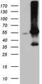 E3 ubiquitin-protein ligase ARIH2 antibody, TA811978S, Origene, Western Blot image 