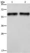 Elastin antibody, TA323640, Origene, Western Blot image 