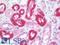 Integrator Complex Subunit 2 antibody, LS-B9838, Lifespan Biosciences, Immunohistochemistry paraffin image 