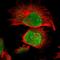 Protein AF-17 antibody, HPA004021, Atlas Antibodies, Immunofluorescence image 