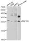 Ring Finger Protein 166 antibody, LS-C747702, Lifespan Biosciences, Western Blot image 