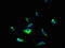 Yip1 Domain Family Member 5 antibody, LS-C378539, Lifespan Biosciences, Immunofluorescence image 
