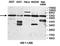 EPM2A Interacting Protein 1 antibody, orb78306, Biorbyt, Western Blot image 