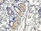 C-C Motif Chemokine Ligand 19 antibody, orb256345, Biorbyt, Immunohistochemistry paraffin image 
