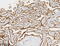 Napsin A Aspartic Peptidase antibody, CF813601, Origene, Immunohistochemistry frozen image 