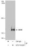 SIN3 Transcription Regulator Family Member B antibody, GTX116326, GeneTex, Immunoprecipitation image 