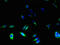 Tetraspanin 31 antibody, LS-C371394, Lifespan Biosciences, Immunofluorescence image 