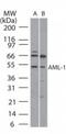 RUNX Family Transcription Factor 1 antibody, TA336280, Origene, Western Blot image 