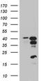 ICER antibody, TA812055, Origene, Western Blot image 