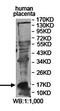 Galectin 13 antibody, orb78374, Biorbyt, Western Blot image 