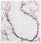 Forkhead Box J1 antibody, 14-9965-80, Invitrogen Antibodies, Immunohistochemistry paraffin image 