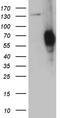 Phospholipase A2 Group III antibody, TA811610S, Origene, Western Blot image 