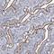 Myosin VIIB antibody, NBP1-87506, Novus Biologicals, Immunohistochemistry frozen image 