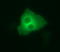 Dedicator of cytokinesis protein 8 antibody, LS-C174784, Lifespan Biosciences, Immunofluorescence image 