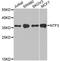 Neurotrophin 3 antibody, A12476, ABclonal Technology, Western Blot image 