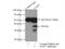 Growth arrest-specific protein 7 antibody, 10072-1-AP, Proteintech Group, Immunoprecipitation image 