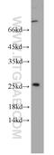 Poly(A) Binding Protein Interacting Protein 2 antibody, 15583-1-AP, Proteintech Group, Western Blot image 