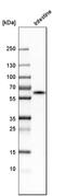 Carboxylesterase 2 antibody, HPA018897, Atlas Antibodies, Western Blot image 