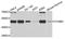 Cyclin B2 antibody, A3351, ABclonal Technology, Western Blot image 
