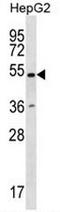 RING finger protein 38 antibody, AP53692PU-N, Origene, Western Blot image 