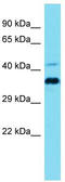 Coiled-Coil Domain Containing 137 antibody, TA334856, Origene, Western Blot image 