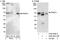 Protein arginine N-methyltransferase 3 antibody, A302-527A, Bethyl Labs, Western Blot image 