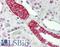 Aquaporin 3 (Gill Blood Group) antibody, LS-B11700, Lifespan Biosciences, Immunohistochemistry paraffin image 
