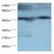 Human IgG (Fc) antibody, LS-C212375, Lifespan Biosciences, Western Blot image 