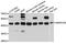  antibody, abx125464, Abbexa, Western Blot image 