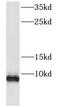 FXYD Domain Containing Ion Transport Regulator 3 antibody, FNab03259, FineTest, Western Blot image 